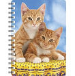 Ginger Kittens NB245.jpg
