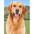 Golden Retriever - 3D054.jpg