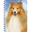 Shetland Sheepdog NB149.jpg