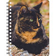 Tortoiseshell Cat - NB432.jpg