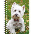 West Highland Terrier 3 NB278.jpg