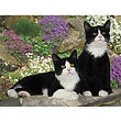 Black & White Cat - 3D041.jpg