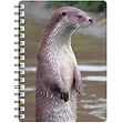 Otter 2 NB180.jpg