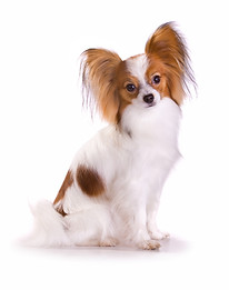 papillon-104314874_istock.jpeg