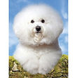 Bichon Frise - 3D150.jpg