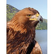 Golden Eagle - 3D043.jpg