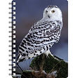 Snow Owl 2 NB250.jpg