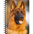 German Shepherd 3 NB273.jpg