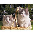 Kittens 3 - GD3019.jpg