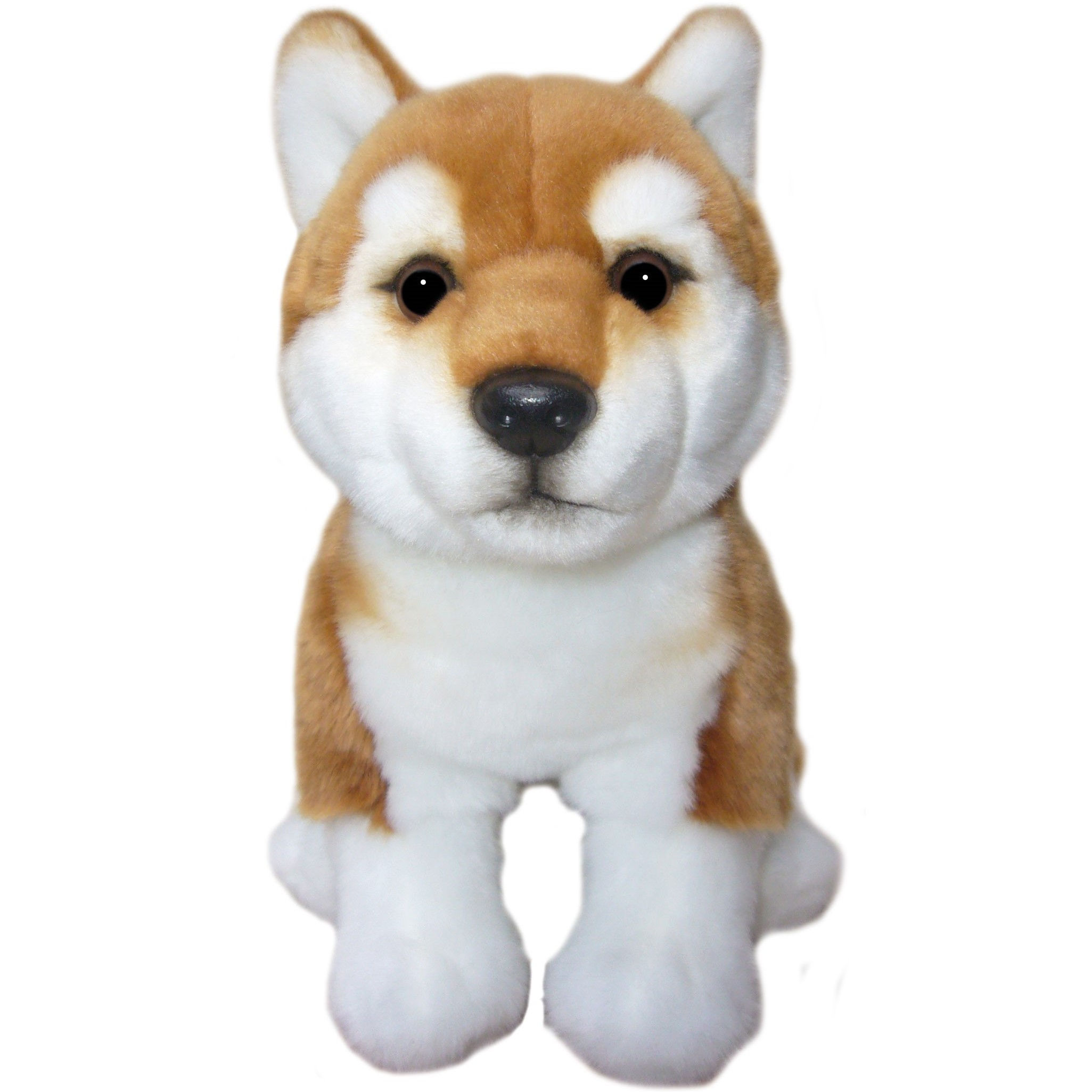 12"  Shiba Inu