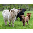 Highland Cattle - 3D159.jpg