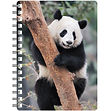 Panda NB057.jpg