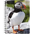 Puffin 2 NB196.jpg