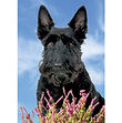 Scottish Terrier 3DFM059.jpg