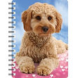 Cavapoo NB239.jpg