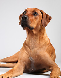 rhodesian-ridgeback-91624362_istock.jpeg