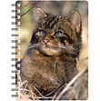 Scottish Wildcat - NB090.jpg