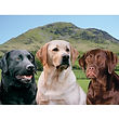 Labradors - 3D012.jpg