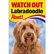 FS473 - Labradoodle.jpg