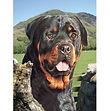 Rottweiler - 3D036.jpg