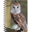 Barn Owl NB048.jpg