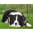 Border Collie - 3D118.jpg