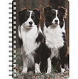 Border Collies - NB293.jpg