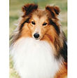 Shetland Sheepdog - 3D060.jpg