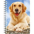 Golden Retriever 2 NB145.jpg