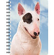 English Bull Terrier (Black Patch) NB323.jpg