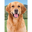 Golden Retriever 3DFM054.jpg