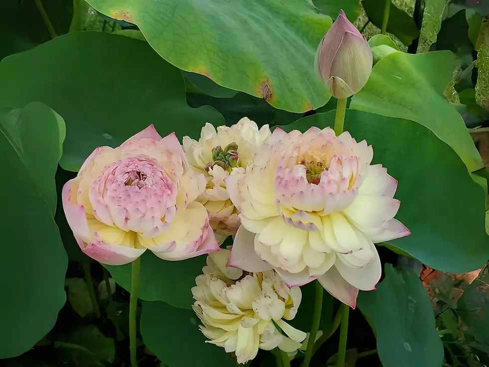 Thumbnail: Charming Lips Lotus