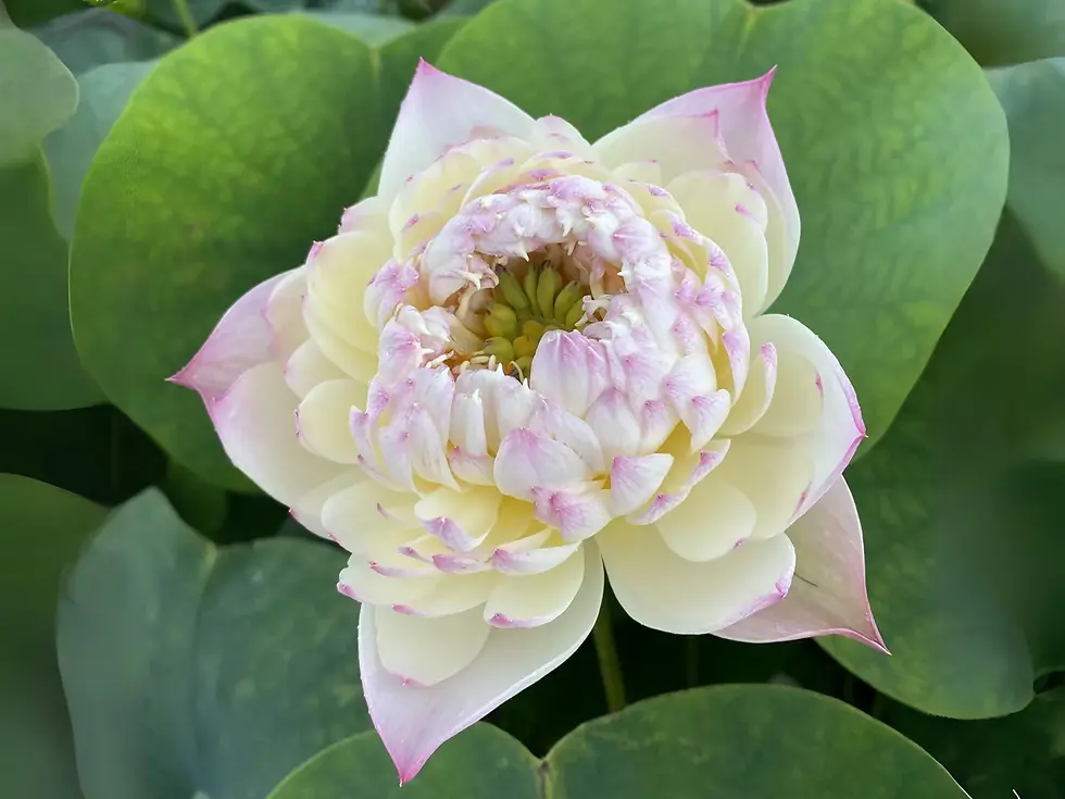 Thumbnail: Charming Lips Lotus