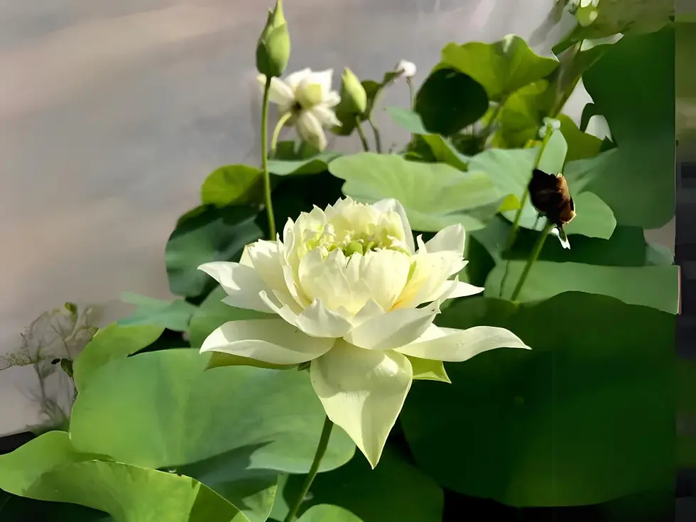 Thumbnail: Jade Cloud