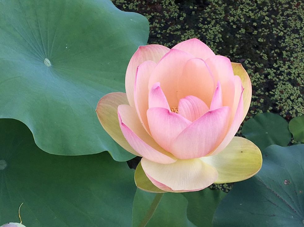 Thumbnail: Ai Jiangnan