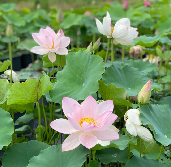 Thumbnail: Pink Reflection