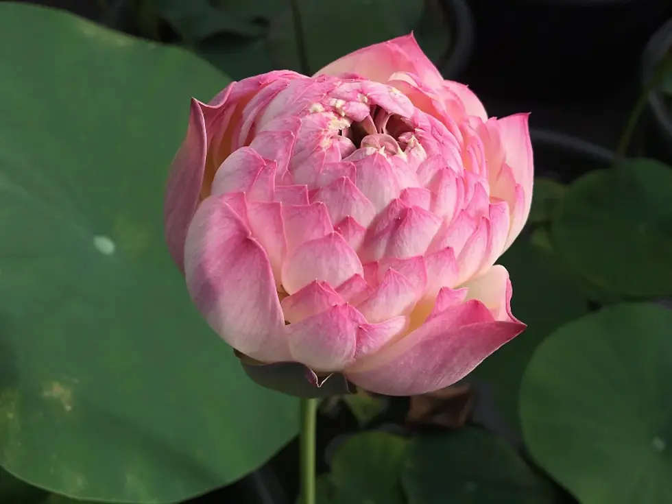 Thumbnail: Charming Lips Lotus