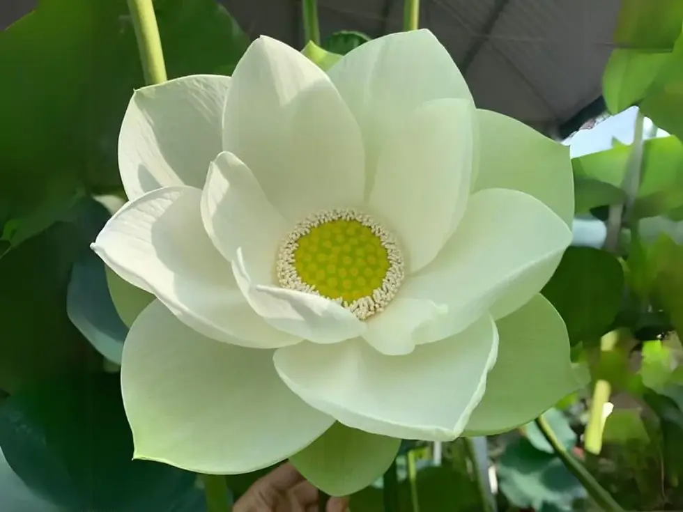 Thumbnail: White Lotus (Indian)