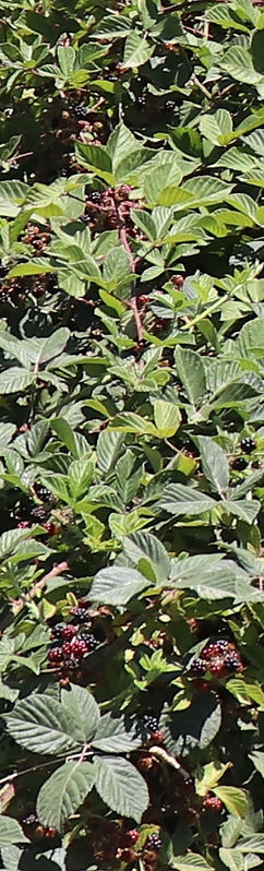 image001.jpg