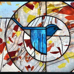Mountain Bluebird VIII