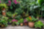 lush-tropical-garden-filled-with-vibrant-potted-plants-colorful-flowers-afternoon-sunlight