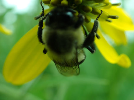 Gratitude Friday 03/31/23 Ode to Spring