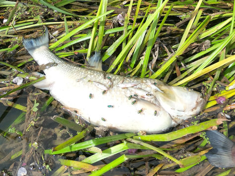 Planning to keep on polluting - that's it?