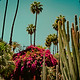 Cactus_Garden_edited.jpg