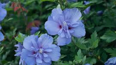Flower Blue3