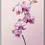 Miniaturbild: Orchideen-Poster: Zartrosa Orchideenblüten an einem Stiel