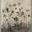 Miniaturbild: Botanik-Poster: Schwarz-weisses Bild von Pusteblumen