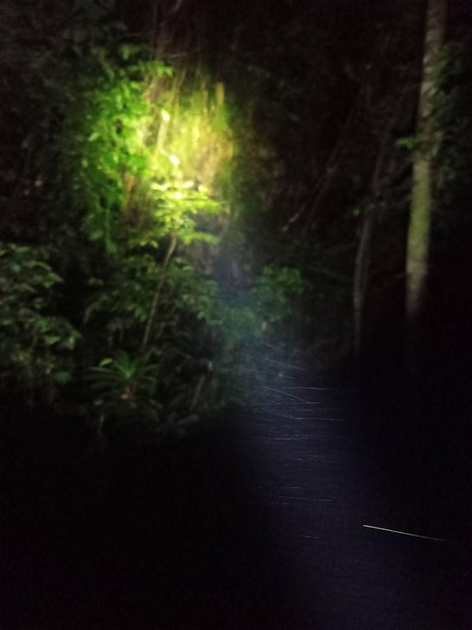 Birds watching in Sri Phang-Nga and Krung Ching 4 days 3 night