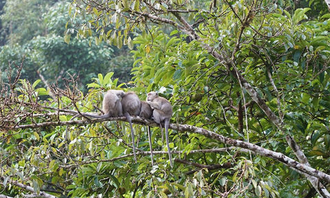 Khao Sok National Park 