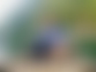 Tranquil Riverside Moments Surrounded by Lush Forest